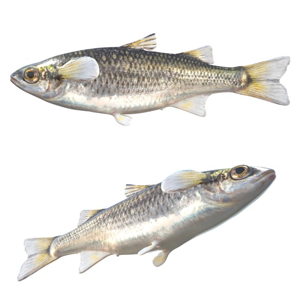 Mountain Mullet Fish - 3DOcean Item for Sale