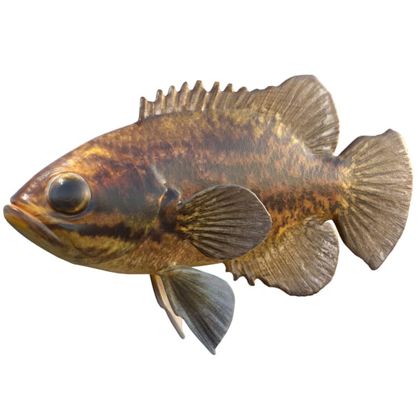 Mud Sunfish - 3DOcean Item for Sale
