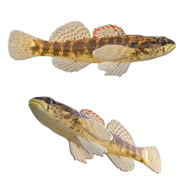Okaloosa Darter Fish - 3DOcean Item for Sale