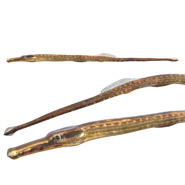 Opossum Pipefish - 3DOcean Item for Sale