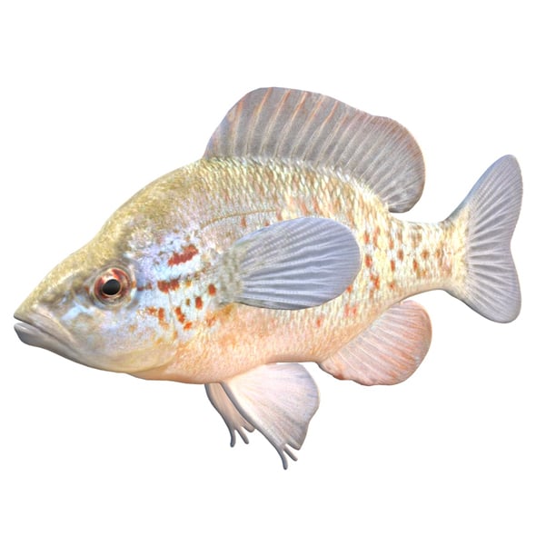 Orangespotted Sunfish - 3DOcean Item for Sale
