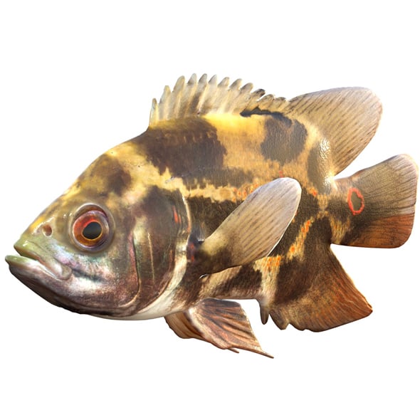 Oscar Fish - 3DOcean Item for Sale
