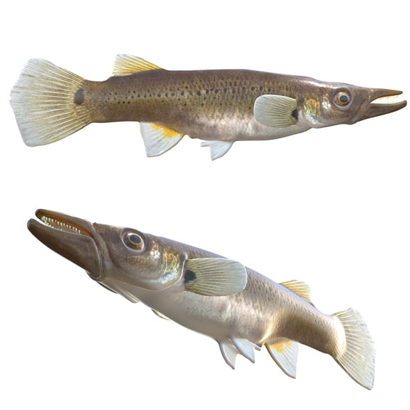 Pike Killifish - 3DOcean Item for Sale