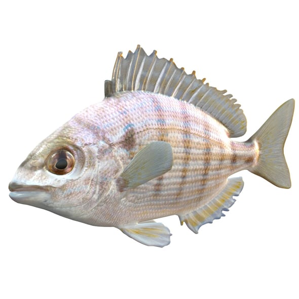 Pinfish - 3DOcean Item for Sale