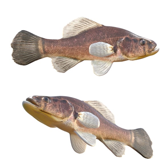 Pirate Perch Fish - 3DOcean Item for Sale