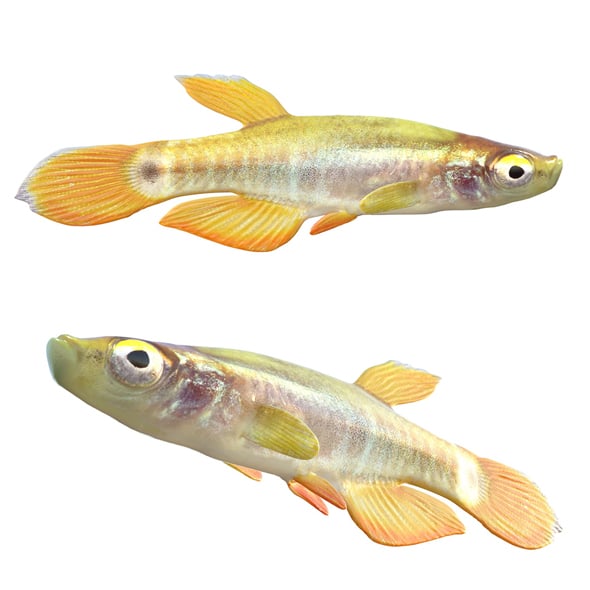 Pygmy Killifish - 3DOcean Item for Sale