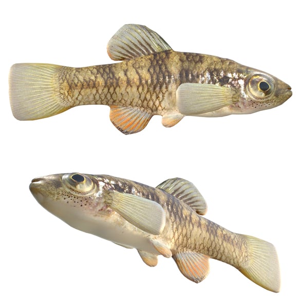 Rainwater Killifish - 3DOcean Item for Sale