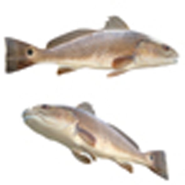 Red Drum Fish - 3DOcean Item for Sale