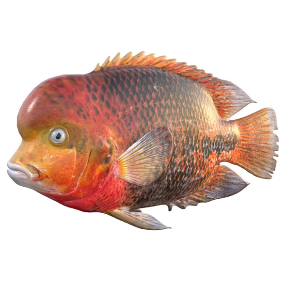 Redhead Cichlid Fish - 3DOcean Item for Sale