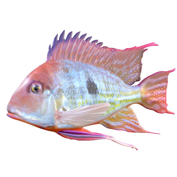Redstriped Eartheater Fish - 3DOcean Item for Sale