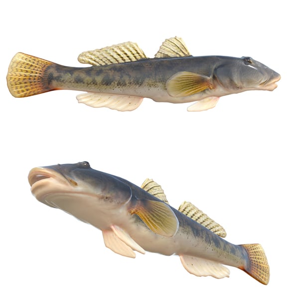 River Goby Fish - 3DOcean Item for Sale