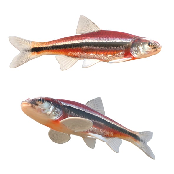 Rough Shiner Fish - 3DOcean Item for Sale