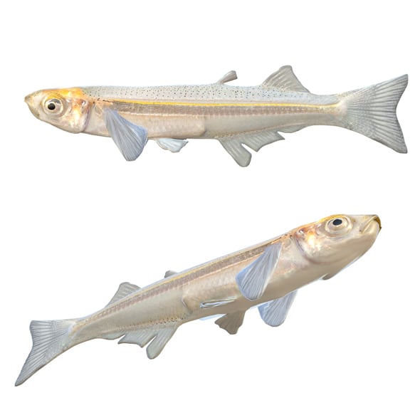 Rough Silverside Fish - 3DOcean Item for Sale