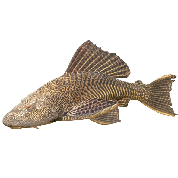 Sailfin Catfishes Fish - 3DOcean Item for Sale