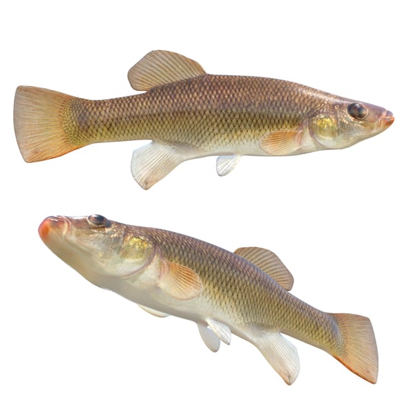 Seminole Killifish - 3DOcean Item for Sale