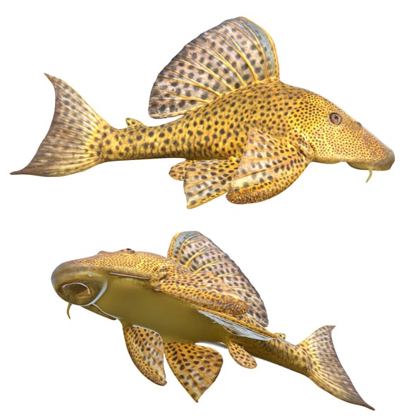 Suckermouth Catfish - 3DOcean Item for Sale