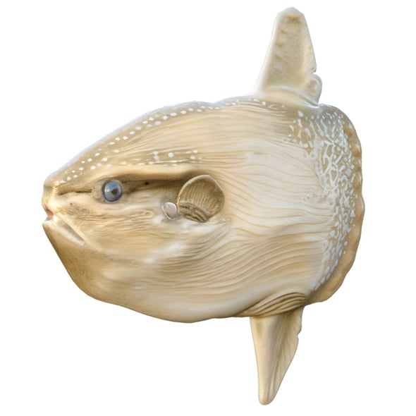 Sun Fish - 3DOcean Item for Sale