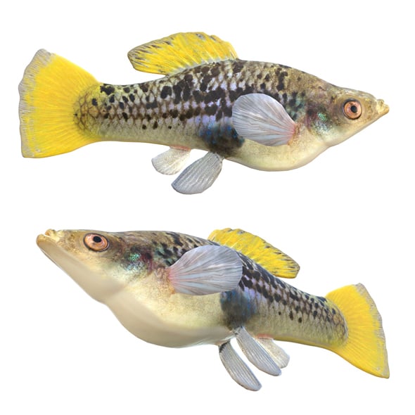 Variable Platyfish - 3DOcean Item for Sale