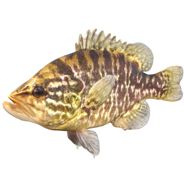 Warmouth Fish - 3DOcean Item for Sale
