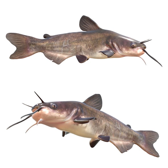 White Catfish - 3DOcean Item for Sale