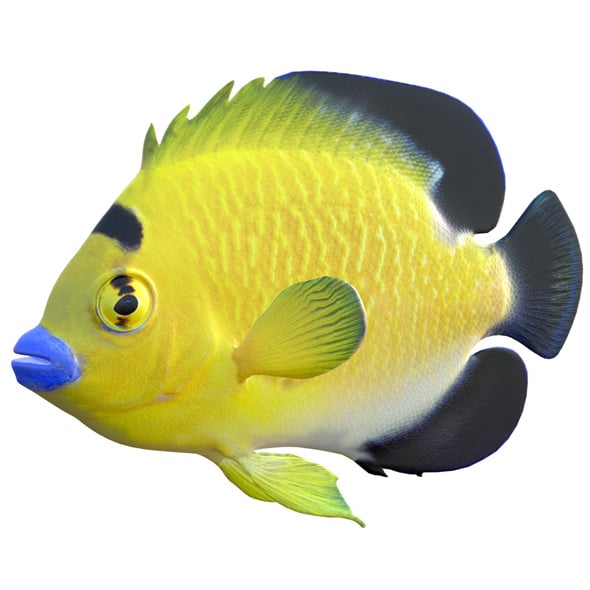 Angelfish Goldflake - 3DOcean Item for Sale