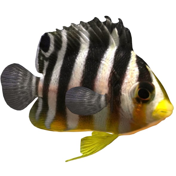 Angelfish Multibarred - 3DOcean Item for Sale