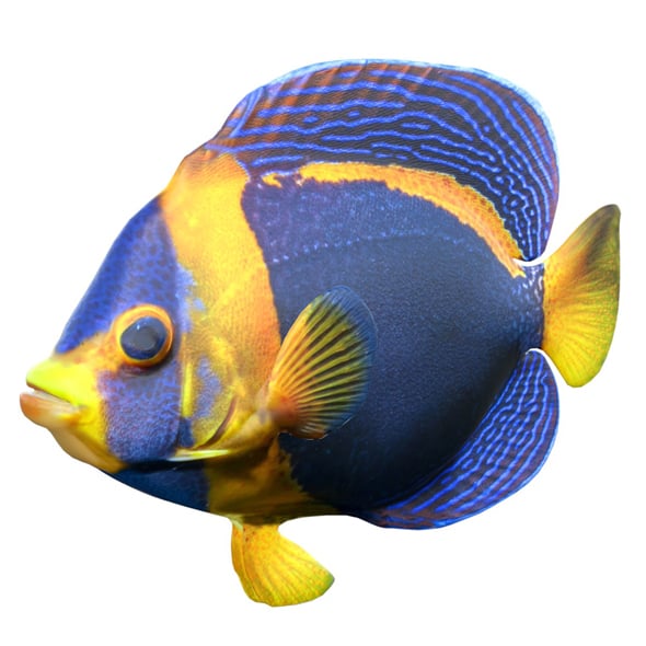 Angelfish Scribbled - 3DOcean Item for Sale