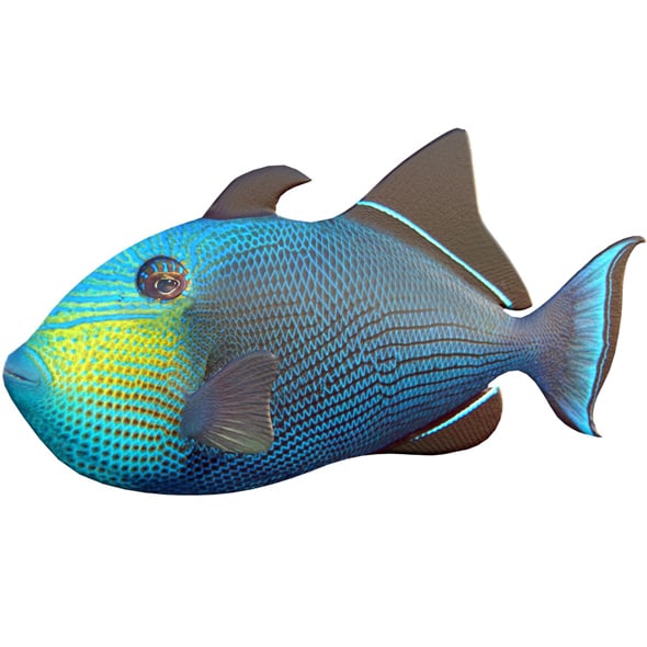 Black Durgon Fish - 3DOcean Item for Sale