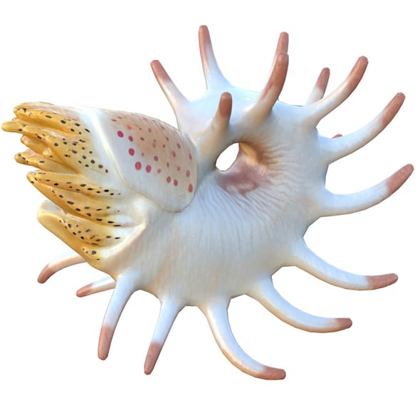 Cooperoceras Fish - 3DOcean Item for Sale