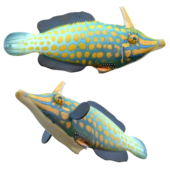 Orangespotted Filefish - 3DOcean Item for Sale