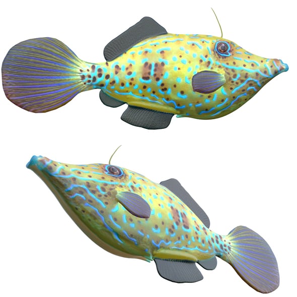 Scrawled Filefish - 3DOcean Item for Sale