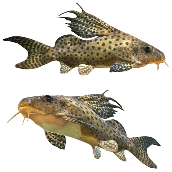 Synodontis Eupterus Fish - 3DOcean Item for Sale
