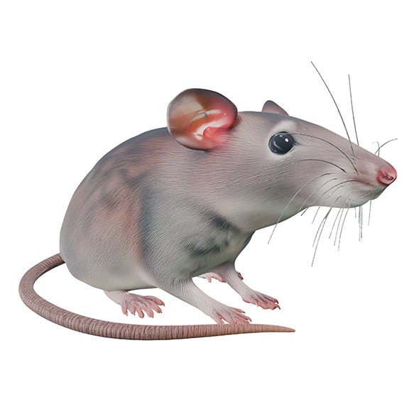 Rat - 3DOcean Item for Sale