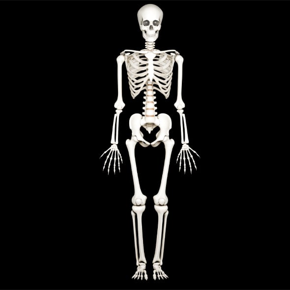Human Skeleton - 3DOcean Item for Sale