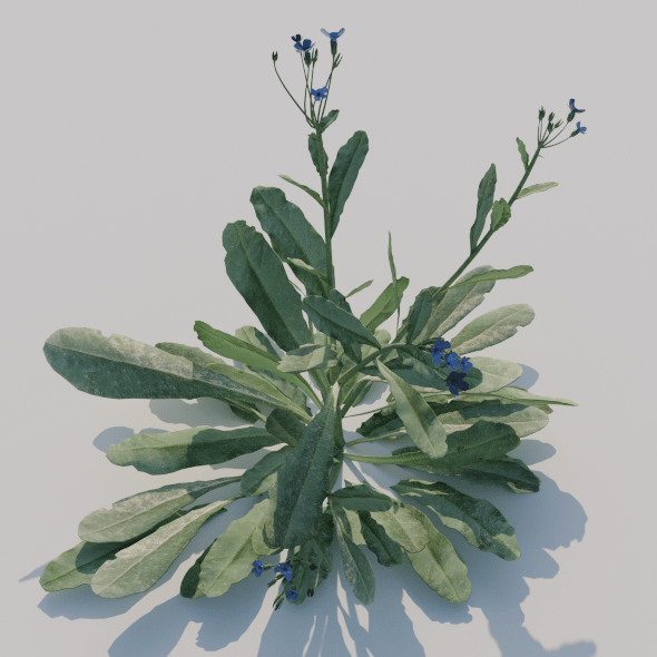Anchusa Arvensis - 3DOcean Item for Sale