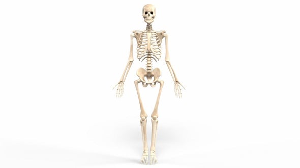 Realistic Skeleton - 3DOcean Item for Sale