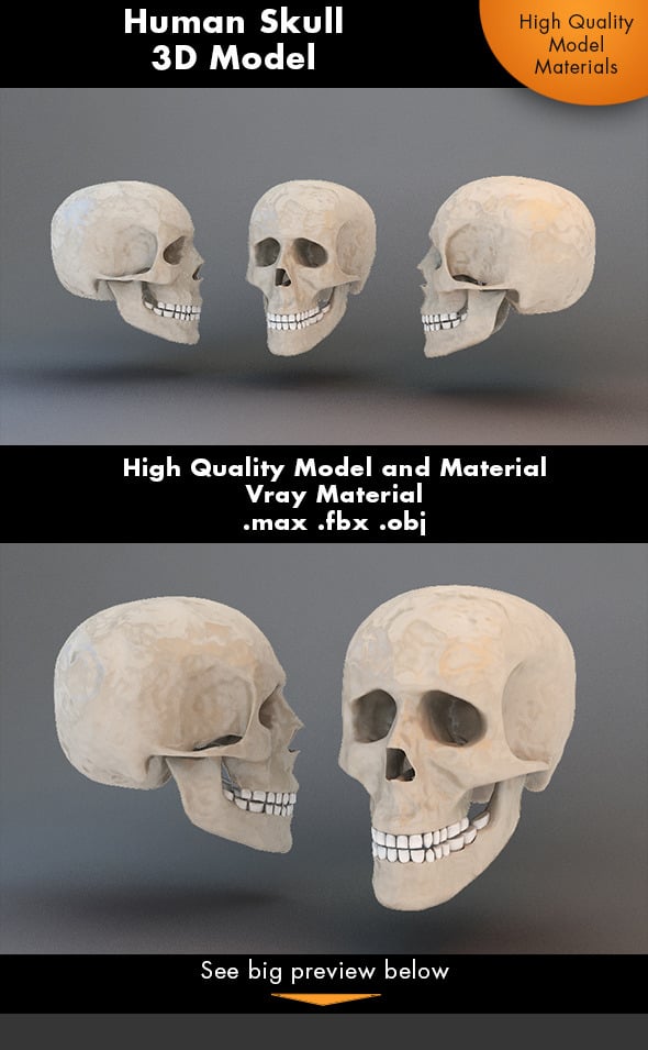 Human Skull 3d Model - 3DOcean Item for Sale