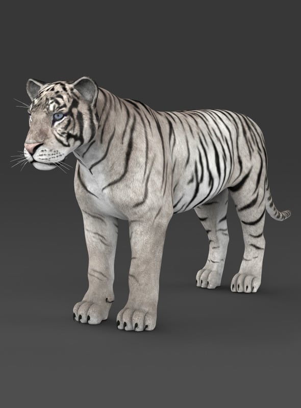 Realistic White Tiger - 3DOcean Item for Sale