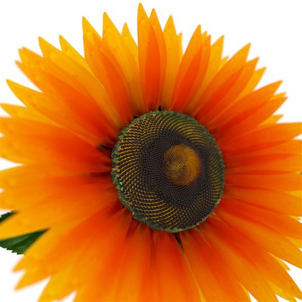 Sunflower - 3DOcean Item for Sale