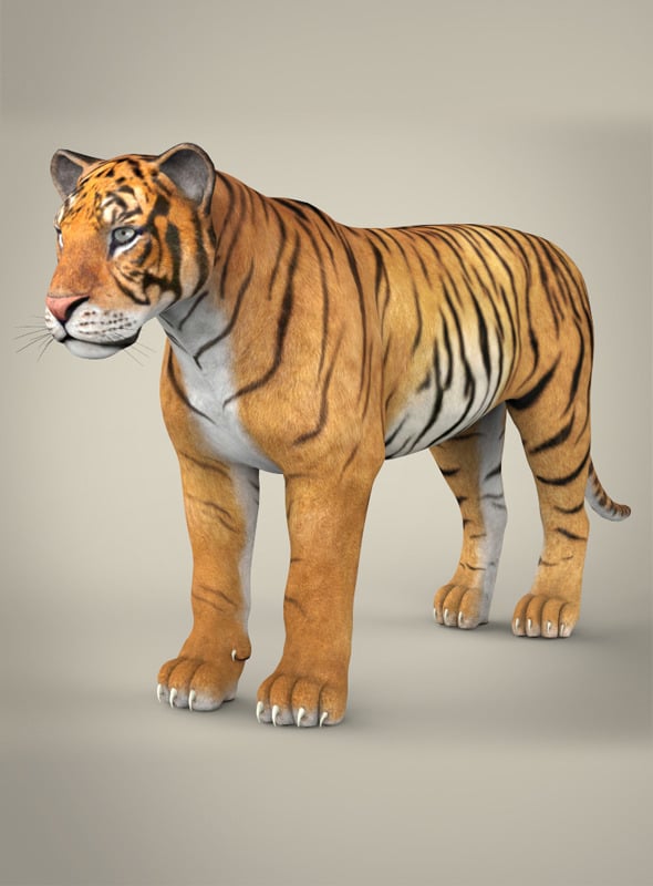 Realistic Bengal Tiger - 3DOcean Item for Sale