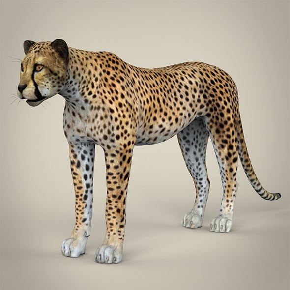 Realistic Cheetah - 3DOcean Item for Sale