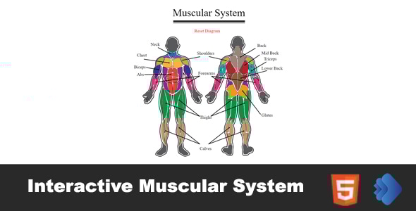 Interactive Muscular System - CodeCanyon Item for Sale
