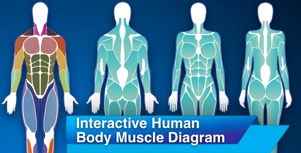 Interactive Human Body Muscle Diagram - Male and Female diagrams by ...