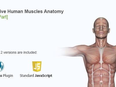 Interactive Human Muscles Illustration by Art101 | CodeCanyon