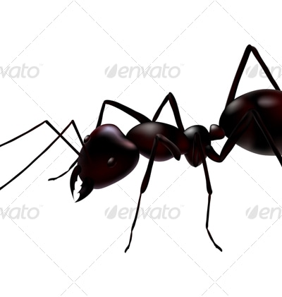 vector ant, Vectors | GraphicRiver