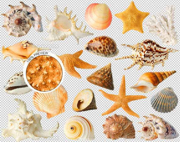 20 Sea Shells, Isolated Objects | GraphicRiver