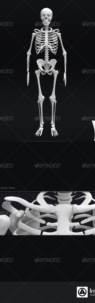 Skeleton 3D Render, Graphics | GraphicRiver