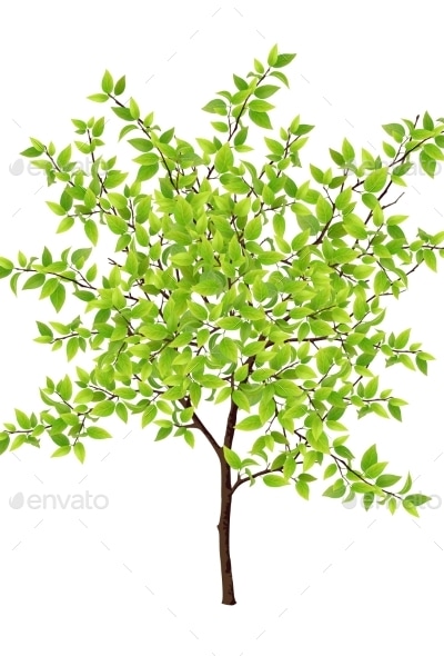 Detailed Vector Tree, Vectors | GraphicRiver