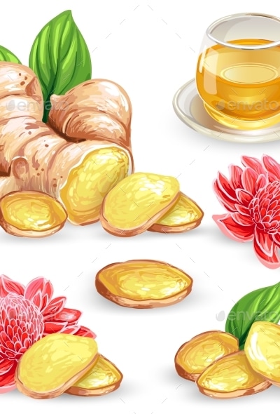 Set Vector Illustration of a Fresh Ginger Root, Vectors | GraphicRiver