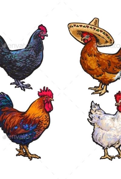 Hand Drawn Chicken Set Isolated, Vectors | GraphicRiver